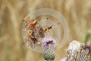 A Comma Butterfly Polygonia c-album, nectaring on a thistle flower.