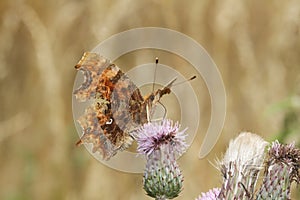 A Comma Butterfly Polygonia c-album, nectaring on a thistle flower. photo