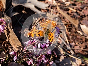 Comma butterfly (polygonia c-album) with orange wings with angular notches on the edges of the forewings and dark