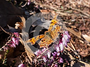 Comma butterfly (polygonia c-album) with orange wings with angular notches on the edges of the forewings and dark