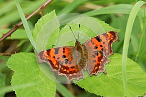 A Comma Butterfly Polygonia c-album perched on a leaf.