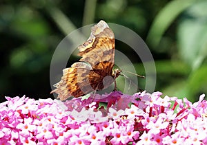 Comma butterfly Polygonia c-album on Buddleia photo