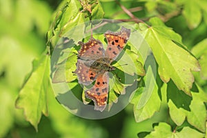 Comma butterfly Polygonia c-album resting top view