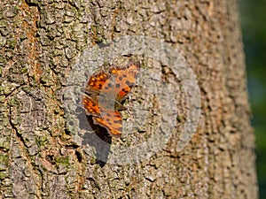 Comma butterfly Polygonia c-album resting on tree trunk