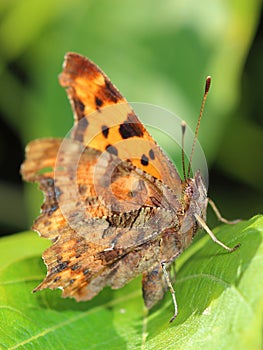 Comma Butterfly (Polygonia c-album) sitting on leaf