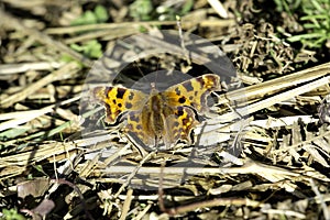 A Comma Butterfly - Polygonia-c-Album In A Sunlit Meadow