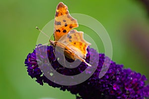 The Comma butterfly on a purple flower green back