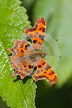 Comma butterfly resting on green leaf