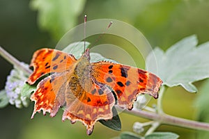 Comma butterfly resting on green leaf