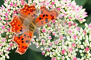 Comma butterfly on Sedum flowers in summer