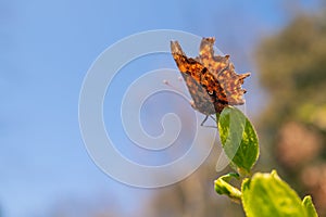Comma Butterfly sitting on a green leaf. The tiny white semi circular marking, distinctive to these butterflies can be seen