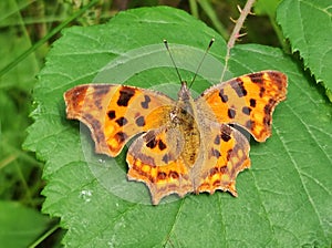 Comma butterfly sitting on a leaf photo