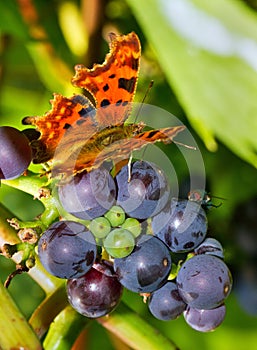 Comma on grapes