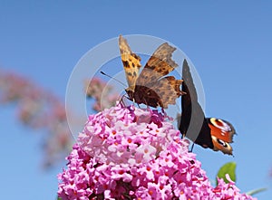 Comma and Peacock butterflies on Buddleia photo