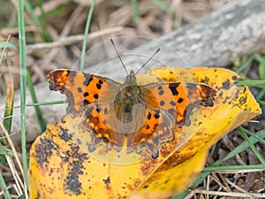 Comma (Polygonia c-album)