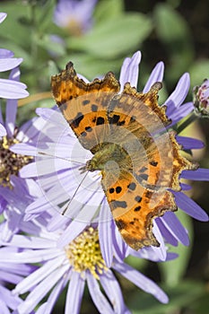 Comma (Polygonia C-Album) Butterfly