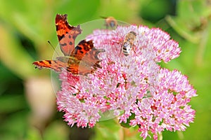 Comma (Polygonia c-album) butterfly and bees on Fette Henne