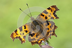 Comma (Polygonia C-Album) Butterfly