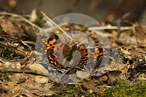 The comma (Polygonia c-album) butterfly resting on the ground