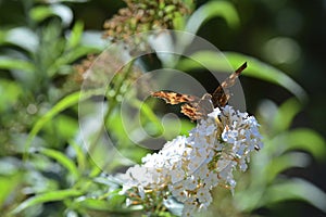 Comma     Polygonia c-album  , butterfly on white summer lilac