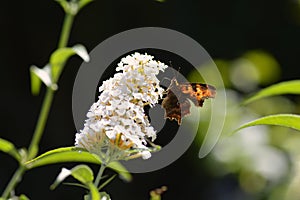 Comma     Polygonia c-album  , butterfly on white summer lilac with dark nature background