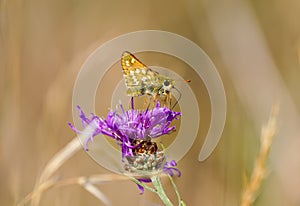 Comma skipper butterfly, Hesperia comma. photo