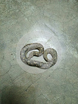 comman sand boa snake