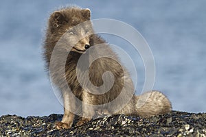 Commander arctic fox sitting on the beach