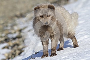 Commander arctic fox standing on the shore of the ocean sunny wi