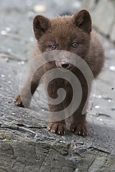 Commander blue fox pup who stands on a cliff sunny summer