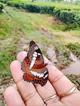 Commander butterfly India