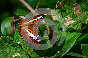 Commander Butterfly or Moduza Procis sitting on Leaf