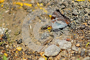 Commander Butterfly Moduza procris In Malaysia