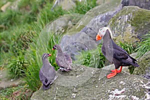 Commander islands birds