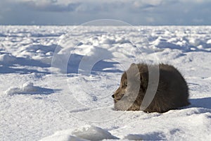 Commanders blue arctic fox that lies on the beach on a background of ice floes sunny winter day