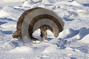 Commanders blue arctic fox which is bent back on the beach on