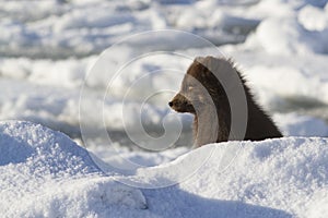 Commanders blue arctic fox who looks into the distance on the