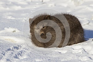 Commanders blue arctic fox who sleeps curled up winter