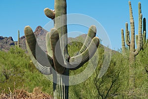 Commanding Cactus in the Desert