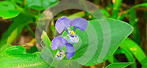 Commelina Benghalensis Flowers Blooming on Green Leaves Background