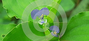 Commelina Benghalensis Flowers on Green Leaves Background