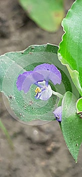 Commelina Benghalensis Flowers on Green Leaves Background