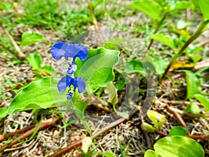 commelina benghalensis is a perennial herb native to tropical As