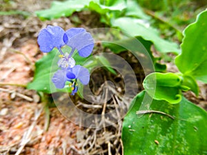 commelina benghalensis is a perennial herb native to tropical As