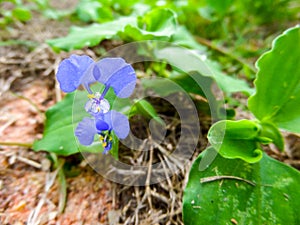 commelina benghalensis is a perennial herb native to tropical As