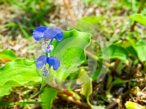 commelina benghalensis is a perennial herb native to tropical As