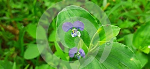 Commelina Benghalensis Perennial herb With Purple Flower Blooming on Green Nature Background