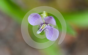 Commelina benghalensis or Tropical Spiderwort flower in the garden
