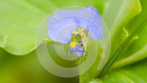 Commelina benghalensis or Tropical Spiderwort flower in the garden