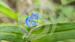 Commelina communis flower background originating from East Asia and Southeast Asia
